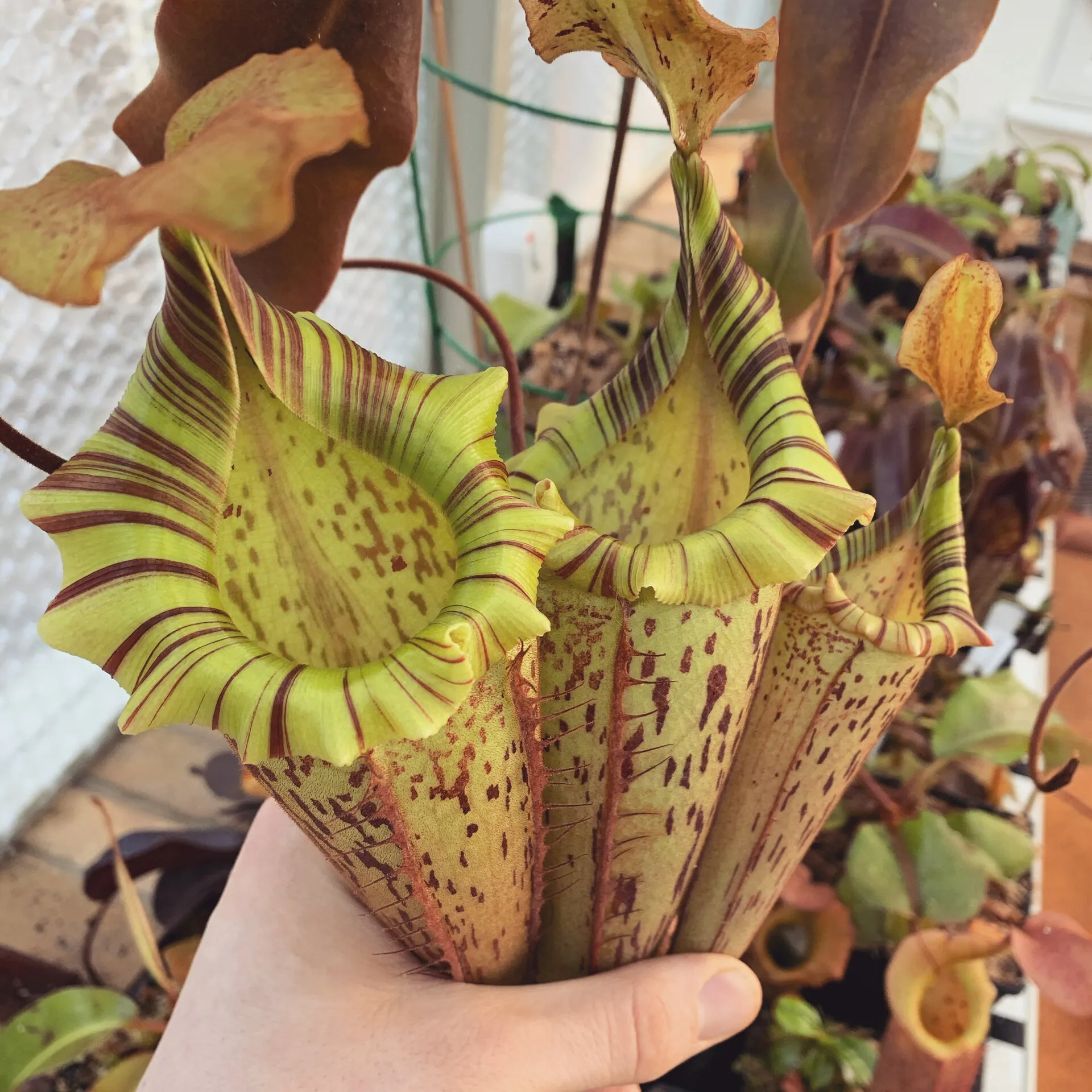 P.veitchii Limited species 3rd edition (ビーチー ベイチー